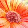 Gerberas