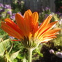 Gerberas