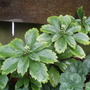 My Perennials (Pachysandra terminalis (Pachysandra))