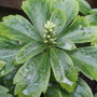 My Perennials (Pachysandra terminalis (Pachysandra))