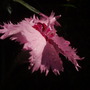My Perennials (Dianthus alpinus (Alpine Pink))