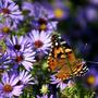 New England Aster (Aster novae-angliae)