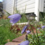 My Perennials (Campanula cochleariifolia 'Bavaria Blue')
