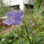 My Perennials (Campanula cochleariifolia 'Bavaria Blue')
