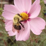 Insects