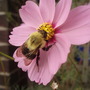 Insects