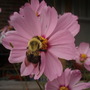 Insects