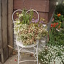Potted plant