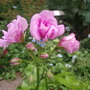 Annuals