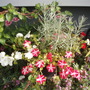 Potted Plant