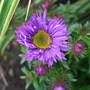 Aster_novae-angliae__purple_dome_