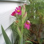 My Perennials