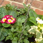 primula in basket Oct 09