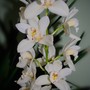 Plant Portraits - My conservatory plants
