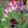 I still have plenty of Sweet Peas. 