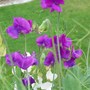 More Sweet Peas