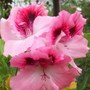 Pelargonium