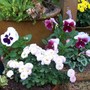Pots by my back door