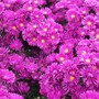 Michaelmas Daisies