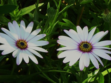 Plant Portraits - Summer flowers in my garden (Osteospermum (Cape Daisy))