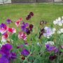 Sweet Peas still flowering