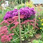 Posts to hold up overgrown plants
