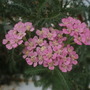 Yarrow