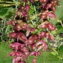 Plant Portraits - Autumn plants in my garden (Leycesteria formosa (False Nutmeg))