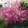 Callicarpa dichotoma (autumn foliage) - 2009 (Callicarpa dichotoma)