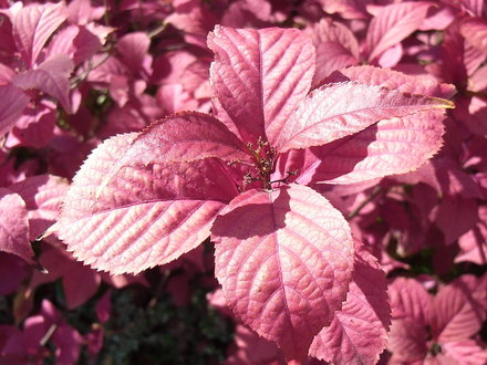Callicarpa dichotoma (autumn foliage, close-up) - 2009 (Callicarpa dichotoma)