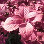 Callicarpa dichotoma (autumn foliage, close-up) - 2009 (Callicarpa dichotoma)