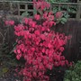 Cornus kousa (Cornus kousa (Dogwood))