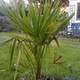 Lovely little chusan palm (Trachycarpus fortunei (Chusan palm))