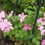 Clematis 'Warszawska Olga' (Clematis 'Warszawska Olga')