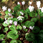Cyclamen__Snowdrops_008.jpg
