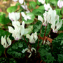 Cyclamen__Snowdrops_011.jpg