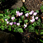 Cyclamen__Snowdrops_012.jpg