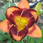 Mid-spring in northern Oz: Hemerocallis in bloom (Hemerocallis)