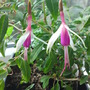 Fuchsia magellanica 'Lady Bacon' (Fuchsia magellanica (Hardy fuchsia))