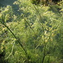 foeniculum vulgare (foeniculum vulgare v)