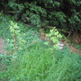 japanese knotweed (fallopia_japonica polygonum_cuspidatum)