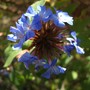 Ceratostigma 'Desert Skies' (Ceratostigma willmottianum)