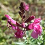 Salvia greggii 'Raspberry Royale' (Salvia greggii)