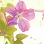 Clematis still flowering well 