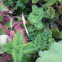 crispum
