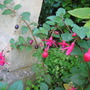 fuchsia "Phyllis"