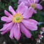 Anemone_x_hybrida__pamina_