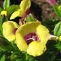 Torenia fournerii - Moon (Torenia fournieri (Wishbone Flower Duchess Mixed))