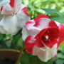 Impatiens walleriana - double - 'Sparkler Cherry' (Impatiens walleriana (Busy Lizzie))