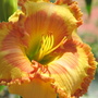 Hemerocallis - Continental Holiday (Hemerocallis)